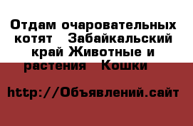 Отдам очаровательных котят - Забайкальский край Животные и растения » Кошки   